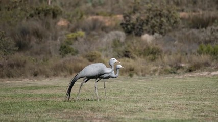 Footage of Blue Crane also known as Stanley Crane or Paradise Crane walking with a partner. Two birds walking.