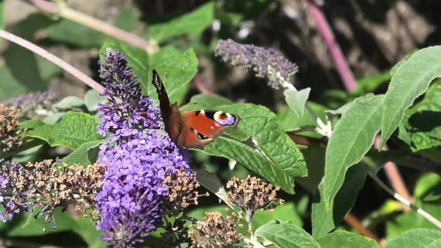 A Peacock butterfly drinking nectar on a buddleia flower filmed in slow motion