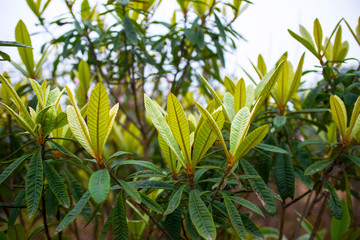 Loquat leaves new in spring.