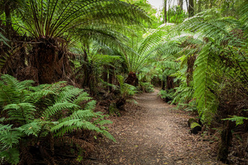 Trail to Beauchamp Falls, Great Otway National Park, Victoria, Australia