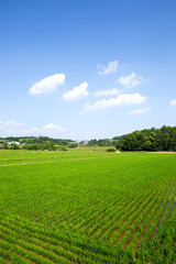 rice paddy in Sangju-si, South Korea.