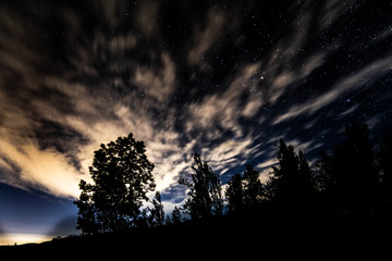 Fototapeta na wymiar Tree sky night