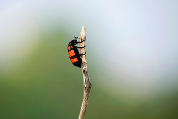 Poisonous blister beetles with bright black and red warning coloration, Akola Maharashtra, India