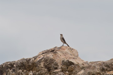 morro de sp - bahia