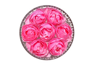 Fototapeta premium ガラスの器に浮かべたかわいい薔薇、ピンクの花、白背景
