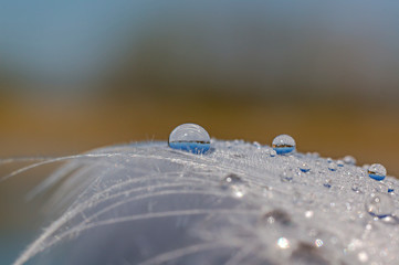 Swan feather with droplets on the bathing lake