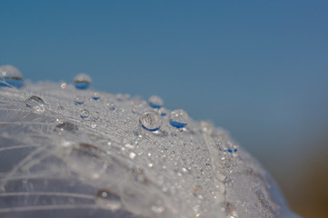 Swan feather with droplets on the bathing lake