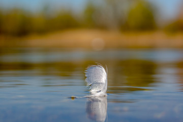 Swan feather with droplets on the bathing lake