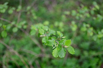 Fresh young green alder leaves in nature.