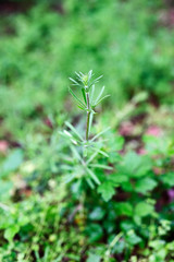 Groundsel - detail of the plant top.