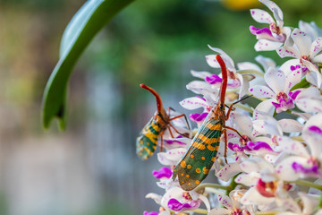 The fulgorid bug (Planthopper)  on the flower.