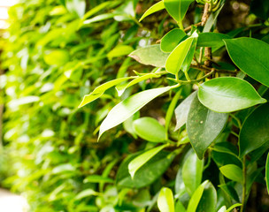 green leaves of tree