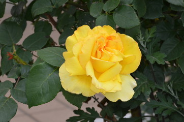 黄色いバラ