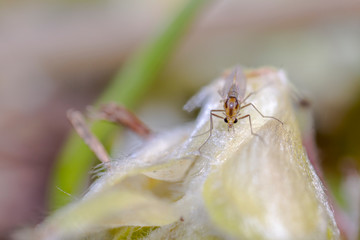 very small fly on a spring leaf