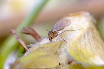 very small fly on a spring leaf