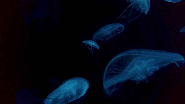 Color changing jellyfish swimming in aquarium pool. A fluorescent jellyfish is changing color.