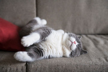 Cute british shorthair sleeping on the couch