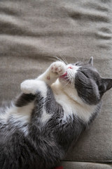 Cute british shorthair sleeping on the couch