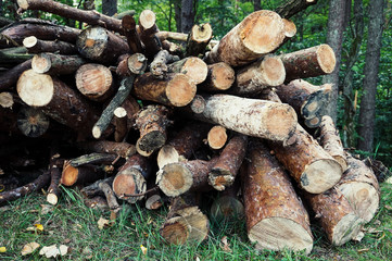Chopped wood, woodpile, firewood in forest