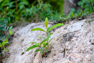  Photographs of small trees in the mountains and grasses around the green trees
