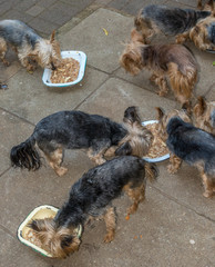 Stray dogs feed hungrily at an animal shelter