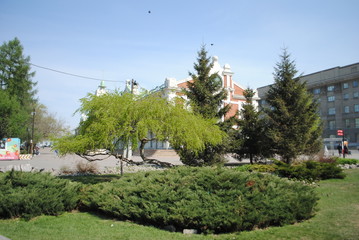 garden with palm trees