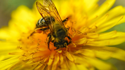 animal, beauty, nature, bee, bees, botany, climate