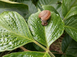 หอยทากกับต้นไม้