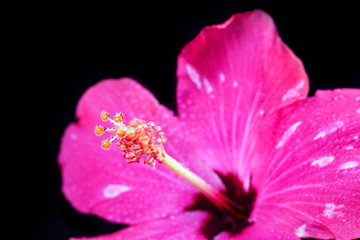 Pink hibiscus flower on black background.