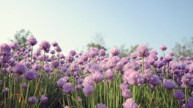 Chive flowers in the foreground and blurred background moved by the wind.