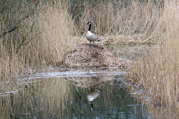 Canada Goose King of the Hill