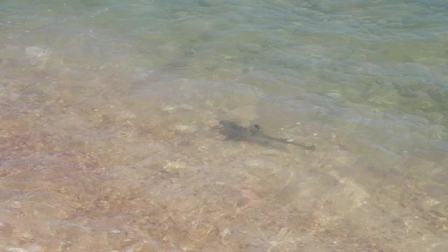 Baby Blacktip Reef Shark Pup Swimming In Shallow Waters (slow Motion)