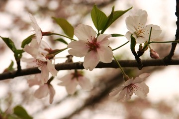 公園の桜と花見
