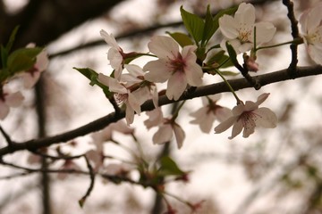 公園の桜と花見