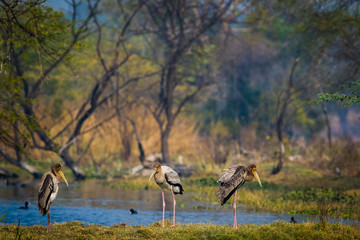 A nature painting and beautiful wall decor scenery which is pleasing to eyes created by painted storks or Mycteria leucocephala in early morning hours at keoladeo national park, bharatpur, india