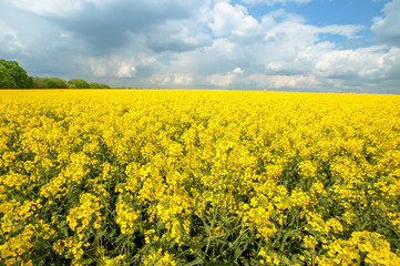 Obraz premium flowers of oil in rapeseed field with blue sky and clouds.natural summer background