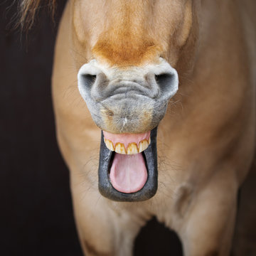 Chestnut horse yawning. Funny portrait of animal close up.