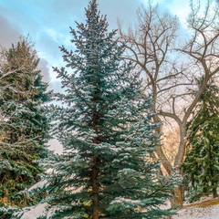 Square Lush coniferous tree at the side of a road dusted with fresh snow in winter