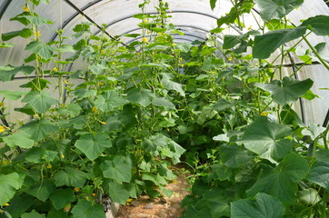 Cucumbers grow in a greenhouse made of polycarbonate on a summer day