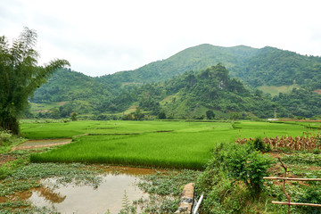 Obraz premium Rice fields at the Mountain of north Vietnam. Beautiful landscape view on the Ha Giang loop . Motorbike trip
