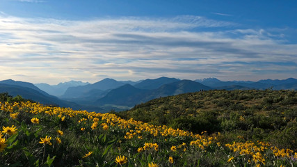 Panorama of hills with arnica in full bloom and  mountain view.   Sun Mountain. Winthrop....