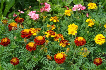 Marigolds flowers (lat. Tagetes) bloom in a flower bed in the garden