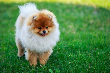 The dog breed pomeranian spitz