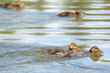 süsse entenküken schwimmen auf einem see