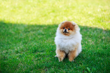 The dog breed pomeranian spitz