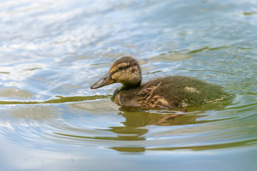 süsses entenküken schwimmt auf einem see