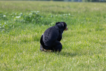 The black dog pooing on greensward, Appenzeller Mountain Dog.