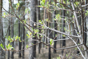 blossoming green buds of trees. Green leaves on branches in spring.