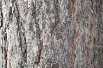 the texture of the bark of a coniferous tree