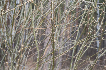 Fototapeta premium blossoming green buds of trees. Green leaves on branches in spring.
